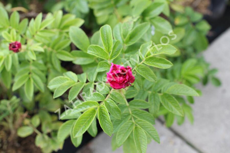 Růže svraskalá 'Purple Roadrunner' - Rosa rugosa 'Purple Roadrunner'