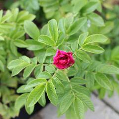Růže svraskalá 'Purple Roadrunner' - Rosa rugosa 'Purple Roadrunner'