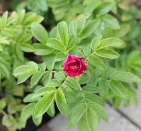 Růže svraskalá 'Purple Roadrunner' - Rosa rugosa 'Purple Roadrunner'