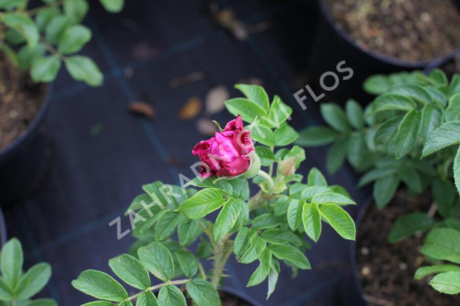 Růže svraskalá 'Purple Roadrunner' - Rosa rugosa 'Purple Roadrunner'