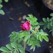 Růže svraskalá 'Purple Roadrunner' - Rosa rugosa 'Purple Roadrunner'