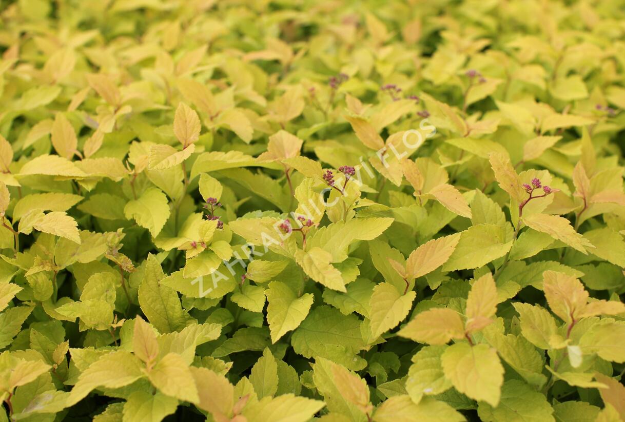 Tavolník japonský 'Candlelight' - Spiraea japonica 'Candlelight'