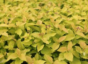 Tavolník japonský 'Candlelight' - Spiraea japonica 'Candlelight'
