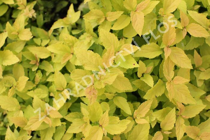 Tavolník japonský 'Candlelight' - Spiraea japonica 'Candlelight'