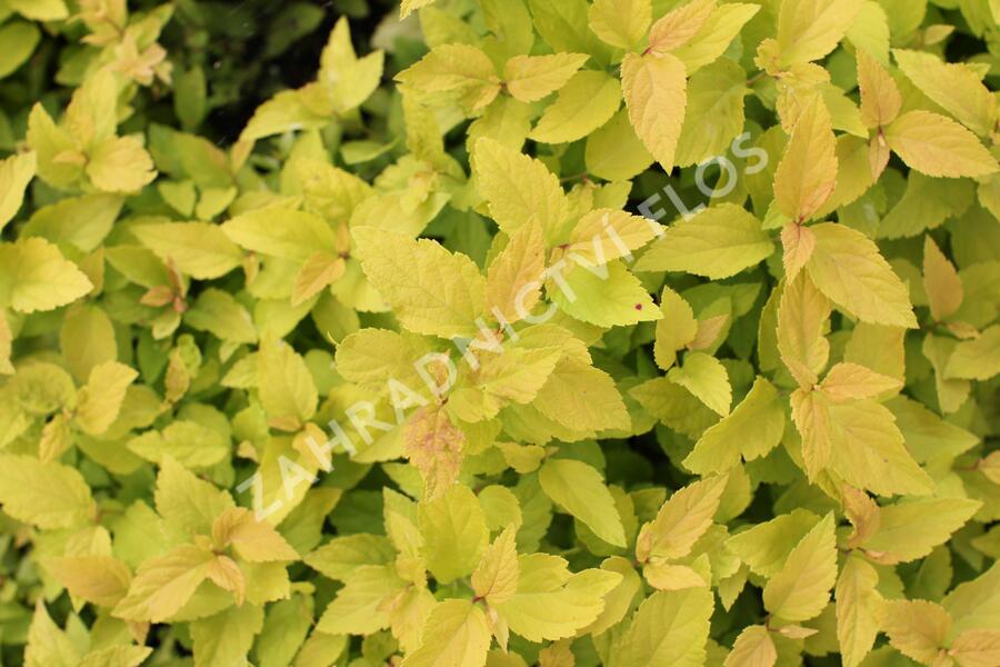 Tavolník japonský 'Candlelight' - Spiraea japonica 'Candlelight'