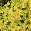 Tavolník japonský 'Candlelight' - Spiraea japonica 'Candlelight'