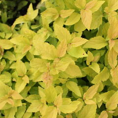 Tavolník japonský 'Candlelight' - Spiraea japonica 'Candlelight'