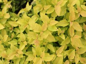 Tavolník japonský 'Candlelight' - Spiraea japonica 'Candlelight'