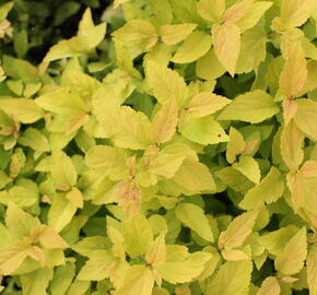 Tavolník japonský 'Candlelight' - Spiraea japonica 'Candlelight'