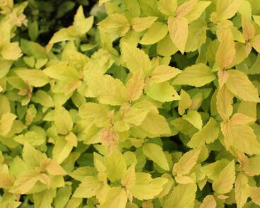 Tavolník japonský 'Candlelight'