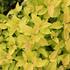 Spiraea japonica 'Candlelight'.JPG