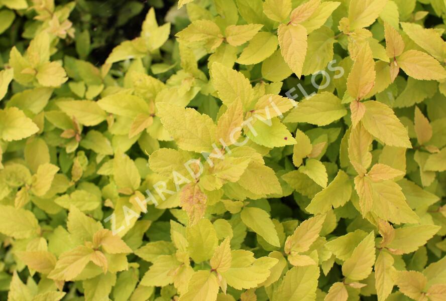 Tavolník japonský 'Candlelight' - Spiraea japonica 'Candlelight'