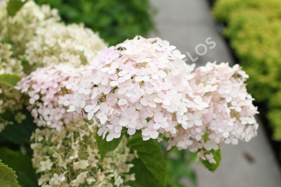 Hortenzie stromečkovitá 'Candybelle Marshmellow' - Hydrangea arborescens 'Candybelle Marshmellow'