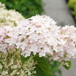 Hortenzie stromečkovitá 'Candybelle Marshmellow' - Hydrangea arborescens 'Candybelle Marshmellow'
