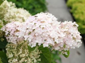 Hortenzie stromečkovitá 'Candybelle Marshmellow' - Hydrangea arborescens 'Candybelle Marshmellow'
