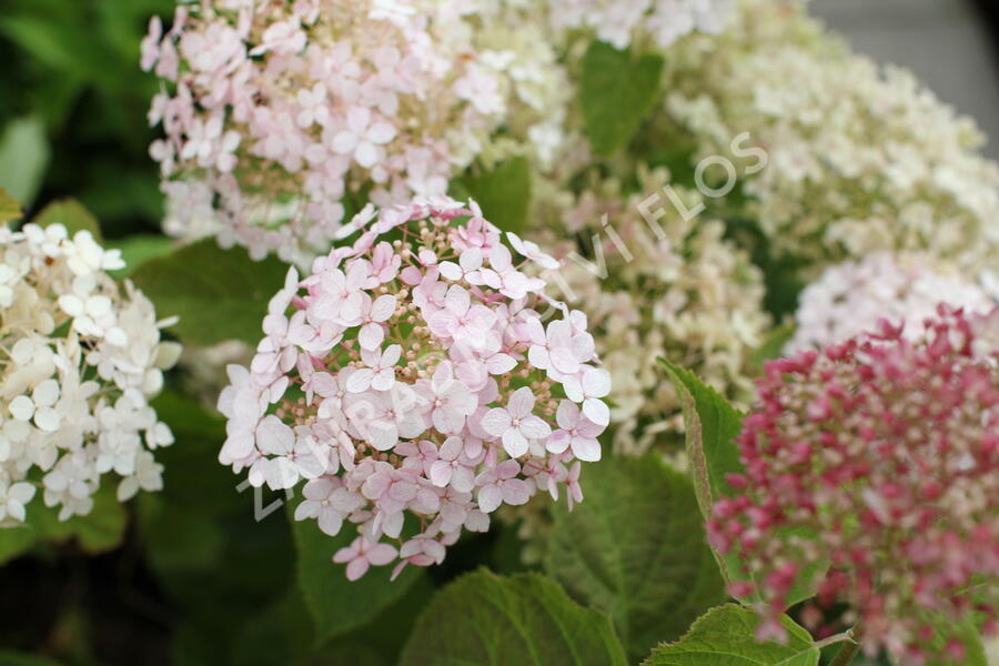 Hortenzie stromečkovitá 'Candybelle Marshmellow' - Hydrangea arborescens 'Candybelle Marshmellow'