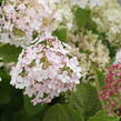 Hortenzie stromečkovitá 'Candybelle Marshmellow' - Hydrangea arborescens 'Candybelle Marshmellow'