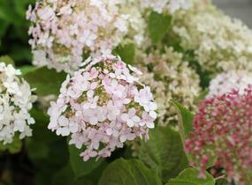 Hortenzie stromečkovitá 'Candybelle Marshmellow' - Hydrangea arborescens 'Candybelle Marshmellow'