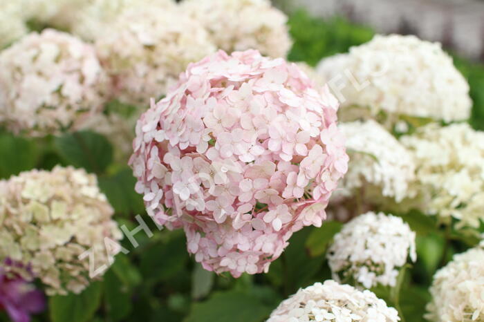 Hortenzie stromečkovitá 'Candybelle Marshmellow' - Hydrangea arborescens 'Candybelle Marshmellow'