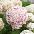 Hortenzie stromečkovitá 'Candybelle Marshmellow' - Hydrangea arborescens 'Candybelle Marshmellow'