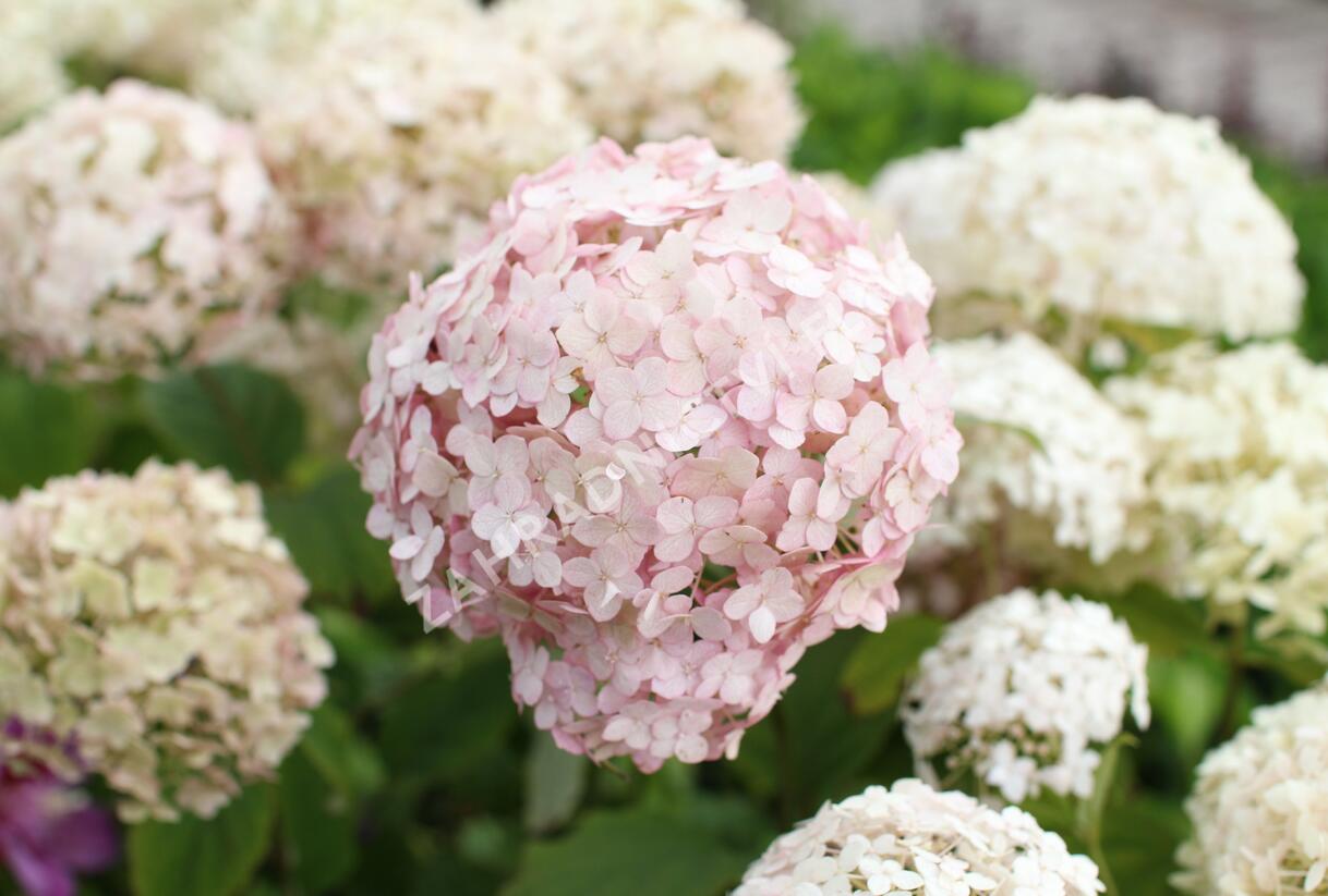 Hortenzie stromečkovitá 'Candybelle Marshmellow' - Hydrangea arborescens 'Candybelle Marshmellow'