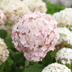 Hortenzie stromečkovitá 'Candybelle Marshmellow' - Hydrangea arborescens 'Candybelle Marshmellow'
