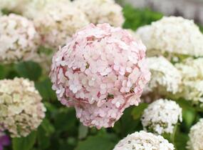 Hortenzie stromečkovitá 'Candybelle Marshmellow' - Hydrangea arborescens 'Candybelle Marshmellow'