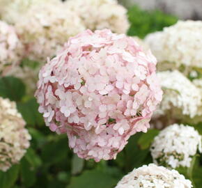 Hortenzie stromečkovitá 'Candybelle Marshmellow' - Hydrangea arborescens 'Candybelle Marshmellow'