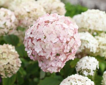 Hortenzie stromečkovitá 'Candybelle Marshmellow'