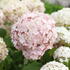 Hydrangea arborescens 'Candybelle Marshmellow'.JPG