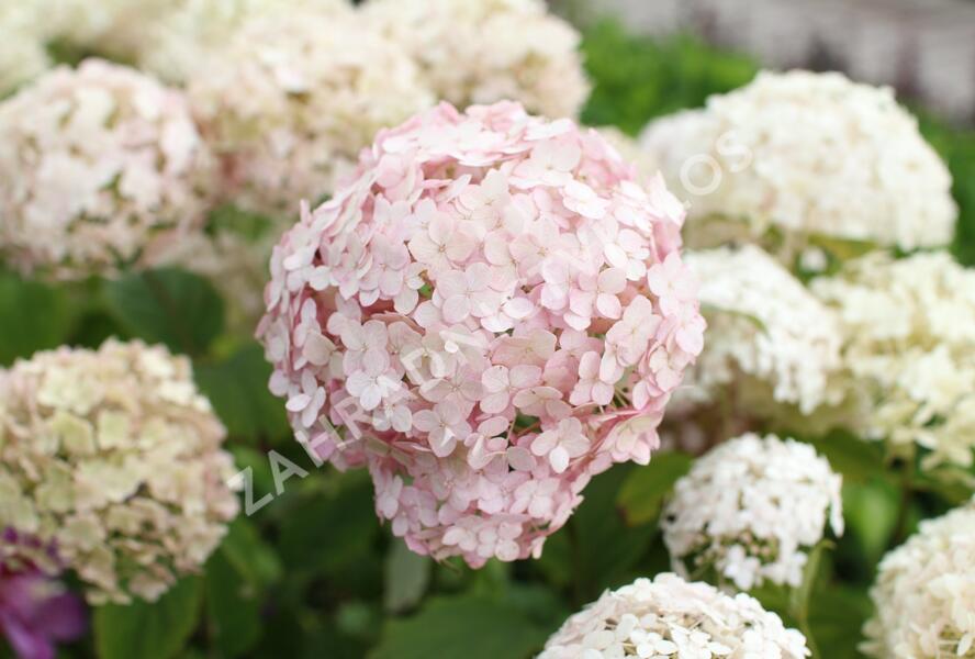 Hortenzie stromečkovitá 'Candybelle Marshmellow' - Hydrangea arborescens 'Candybelle Marshmellow'
