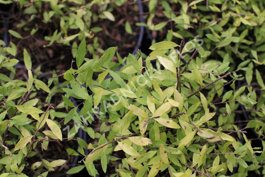 Tavolník popelavý 'Kaziu' - Spiraea cinerea 'Kaziu'