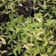 Tavolník popelavý 'Kaziu' - Spiraea cinerea 'Kaziu'
