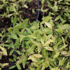 Tavolník popelavý 'Kaziu' - Spiraea cinerea 'Kaziu'