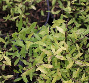Tavolník popelavý 'Kaziu' - Spiraea cinerea 'Kaziu'