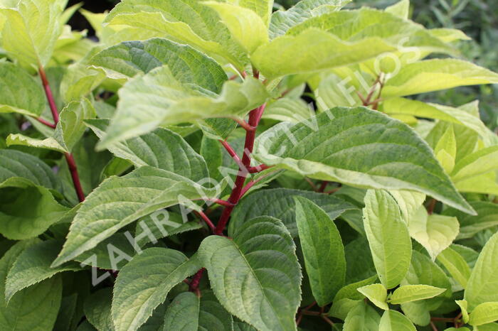 Hortenzie latnatá 'Wim's Red Yellow' - Hydrangea paniculata 'Wim's Red Yellow'