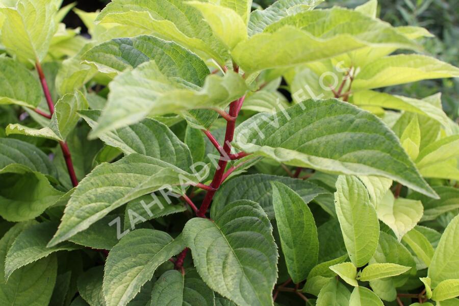 Hortenzie latnatá 'Wim's Red Yellow' - Hydrangea paniculata 'Wim's Red Yellow'