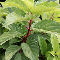 Hortenzie latnatá 'Wim's Red Yellow' - Hydrangea paniculata 'Wim's Red Yellow'