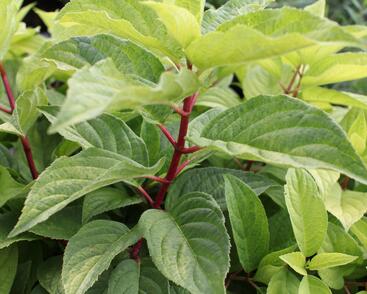 Hortenzie latnatá 'Wim's Red Yellow'