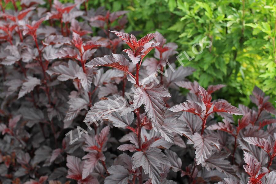 Tavola kalinolistá 'Purple Horizon' - Physocarpus opulifolius 'Purple Horizon'