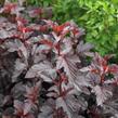 Tavola kalinolistá 'Purple Horizon' - Physocarpus opulifolius 'Purple Horizon'