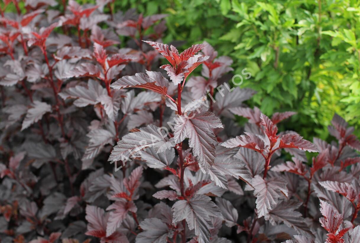 Tavola kalinolistá 'Purple Horizon' - Physocarpus opulifolius 'Purple Horizon'