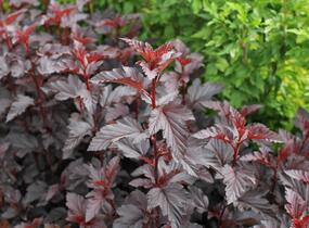 Tavola kalinolistá 'Purple Horizon' - Physocarpus opulifolius 'Purple Horizon'
