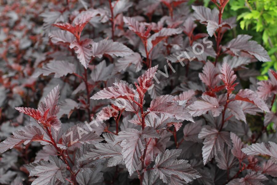 Tavola kalinolistá 'Purple Horizon' - Physocarpus opulifolius 'Purple Horizon'