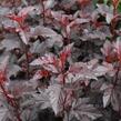 Tavola kalinolistá 'Purple Horizon' - Physocarpus opulifolius 'Purple Horizon'