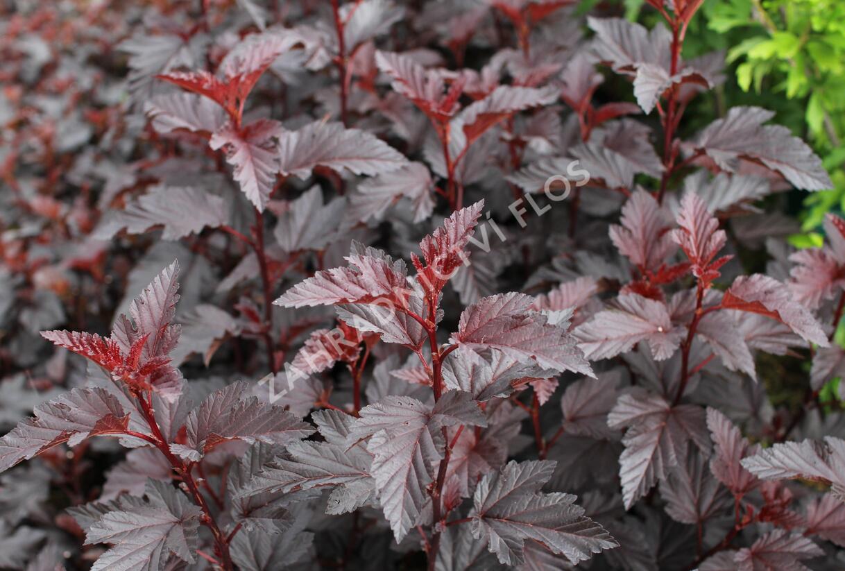 Tavola kalinolistá 'Purple Horizon' - Physocarpus opulifolius 'Purple Horizon'