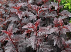 Tavola kalinolistá 'Purple Horizon' - Physocarpus opulifolius 'Purple Horizon'