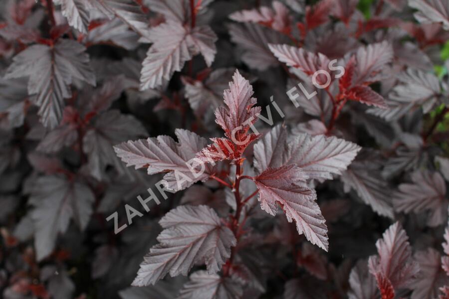 Tavola kalinolistá 'Purple Horizon' - Physocarpus opulifolius 'Purple Horizon'