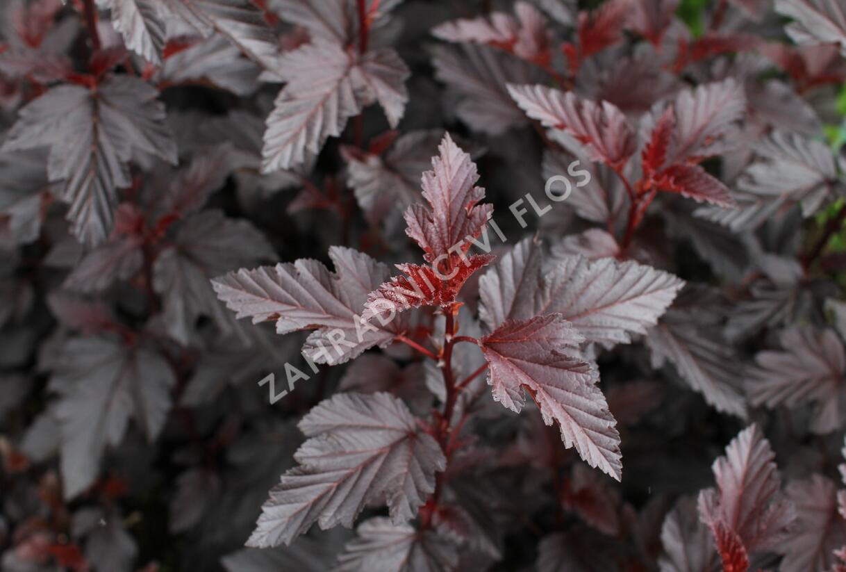 Tavola kalinolistá 'Purple Horizon' - Physocarpus opulifolius 'Purple Horizon'