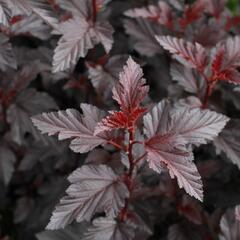Tavola kalinolistá 'Purple Horizon' - Physocarpus opulifolius 'Purple Horizon'